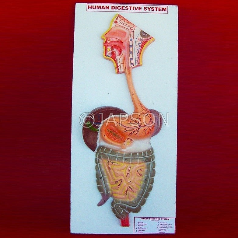 Human Model, Digestive System Human Model, Digestive System